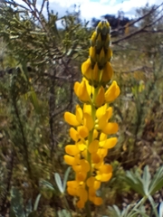 Lupinus luteus