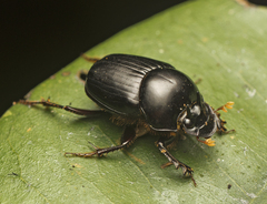 Onthophagus neostenocerus