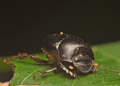 Onthophagus neostenocerus