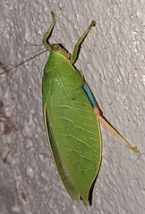 Zabalius ophthalmicus