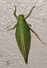 Zabalius ophthalmicus