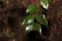 Syzygium luehmannii