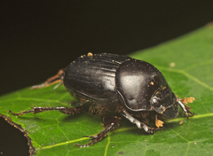Onthophagus neostenocerus