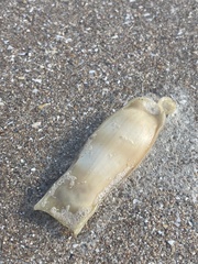 Scyliorhinus canicula