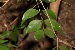 Syzygium luehmannii