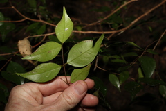 Syzygium luehmannii