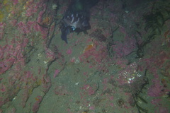 Latridopsis ciliaris