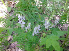 Vicia sylvatica