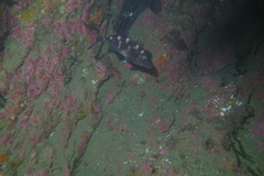 Latridopsis ciliaris