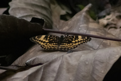 Lexias aeetes