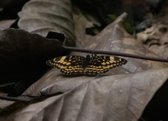 Lexias aeetes