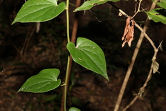 Piper hederaceum