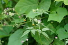 Bidens pilosa pilosa