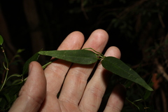 Leichhardtia fraseri