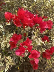 Bougainvillea glabra