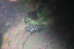 Latridopsis ciliaris