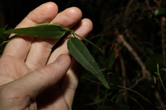 Leichhardtia fraseri