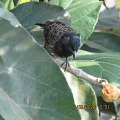 Pycnonotus cafer