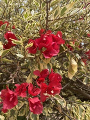 Bougainvillea glabra
