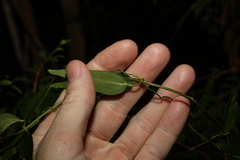Leichhardtia fraseri