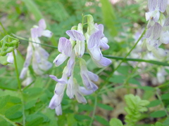Vicia sylvatica