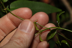 Leichhardtia fraseri
