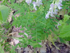 Vicia sylvatica