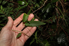 Leichhardtia fraseri