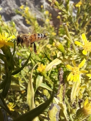 Apis mellifera