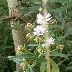 Symphyotrichum firmum