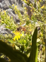 Apis mellifera