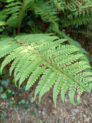 Polystichum setiferum