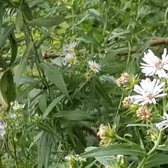 Symphyotrichum firmum
