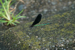 Atrocalopteryx atrata