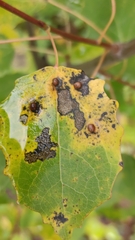 Harmandiola globuli