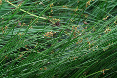 Schoenoplectus triqueter