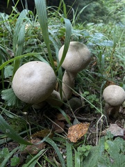 Lycoperdon excipuliforme