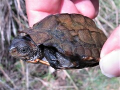 Melanochelys trijuga