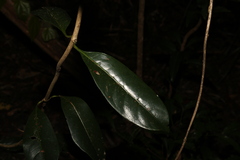 Coelospermum paniculatum