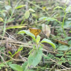 Taractrocera archias