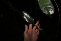 Coelospermum paniculatum