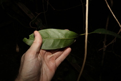 Coelospermum paniculatum