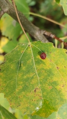 Harmandiola tremulae