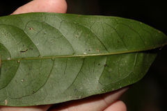 Coelospermum paniculatum