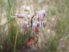Lachenalia polyphylla