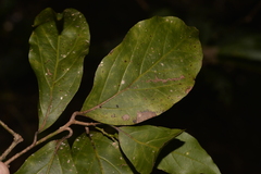 Lauraceae