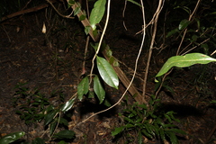 Coelospermum paniculatum