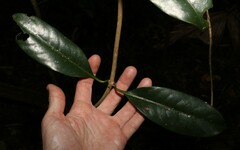 Coelospermum paniculatum