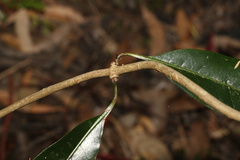 Coelospermum paniculatum