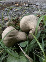 Lycoperdon excipuliforme